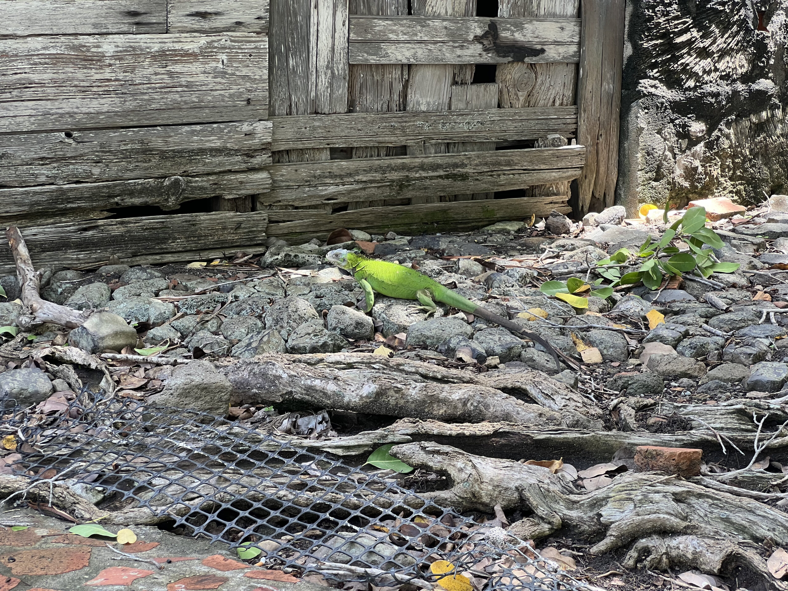 Îlet aux iguanes